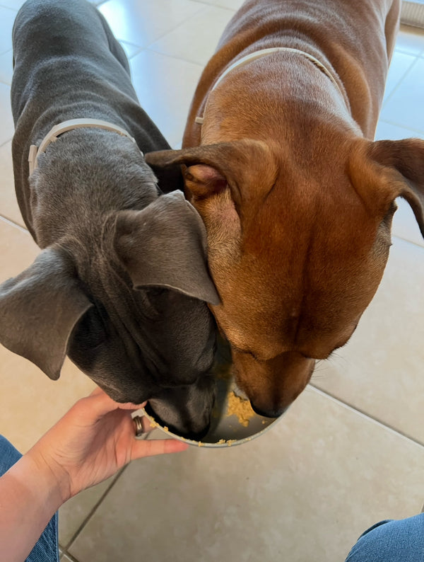 Is the modern diet and pharmaceuticals shortening your dogs life?