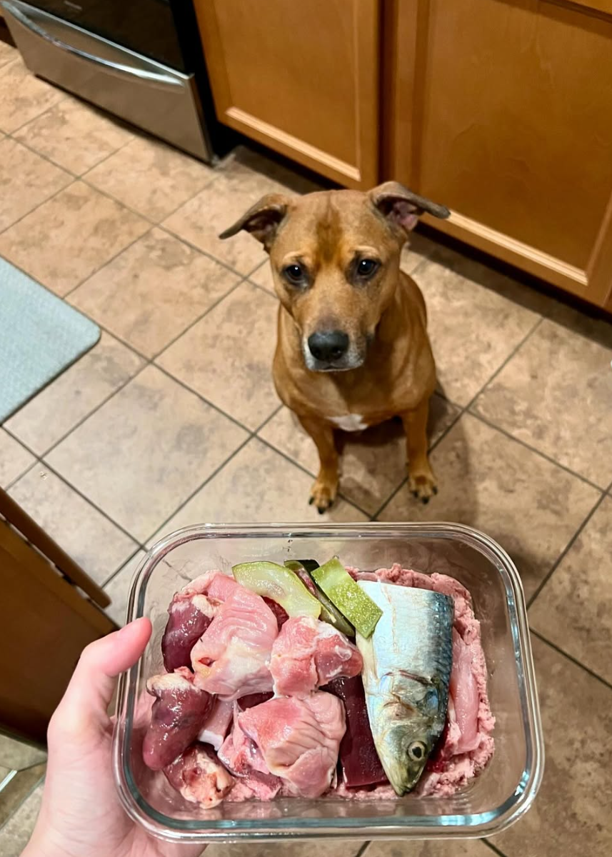 Better Living Pets on Instagram