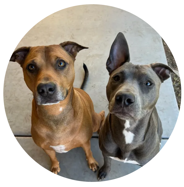 Diesel and Maisley